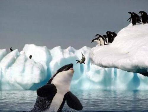 Orca_and_penguins