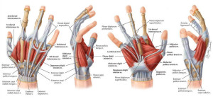 muscles-tendons-hand
